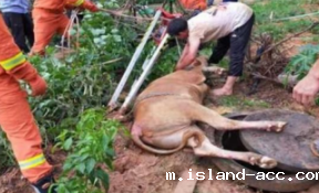 救援米兰竞彩足球赛程不仅能救人还能救黄牛