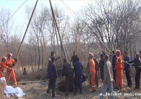 简易起重三角架成功救出800斤重黄牛