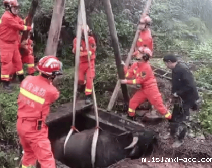 水牛失足坠井，消防员用起重米兰竞彩足球赛程施救